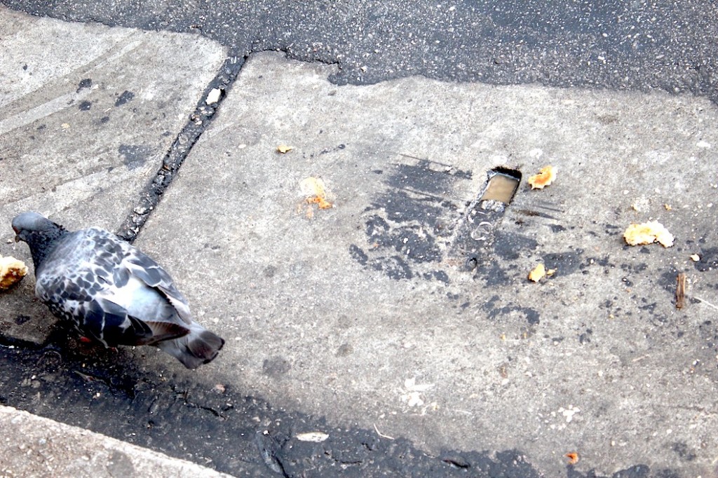 os animais da cidade têm a cor da cidade