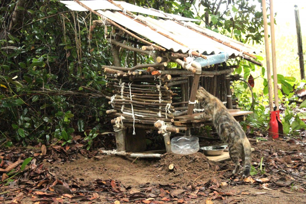 gatinhos09